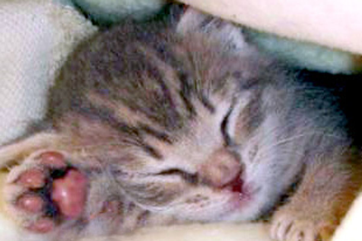 Kara the Goofy Little Tabby Girl