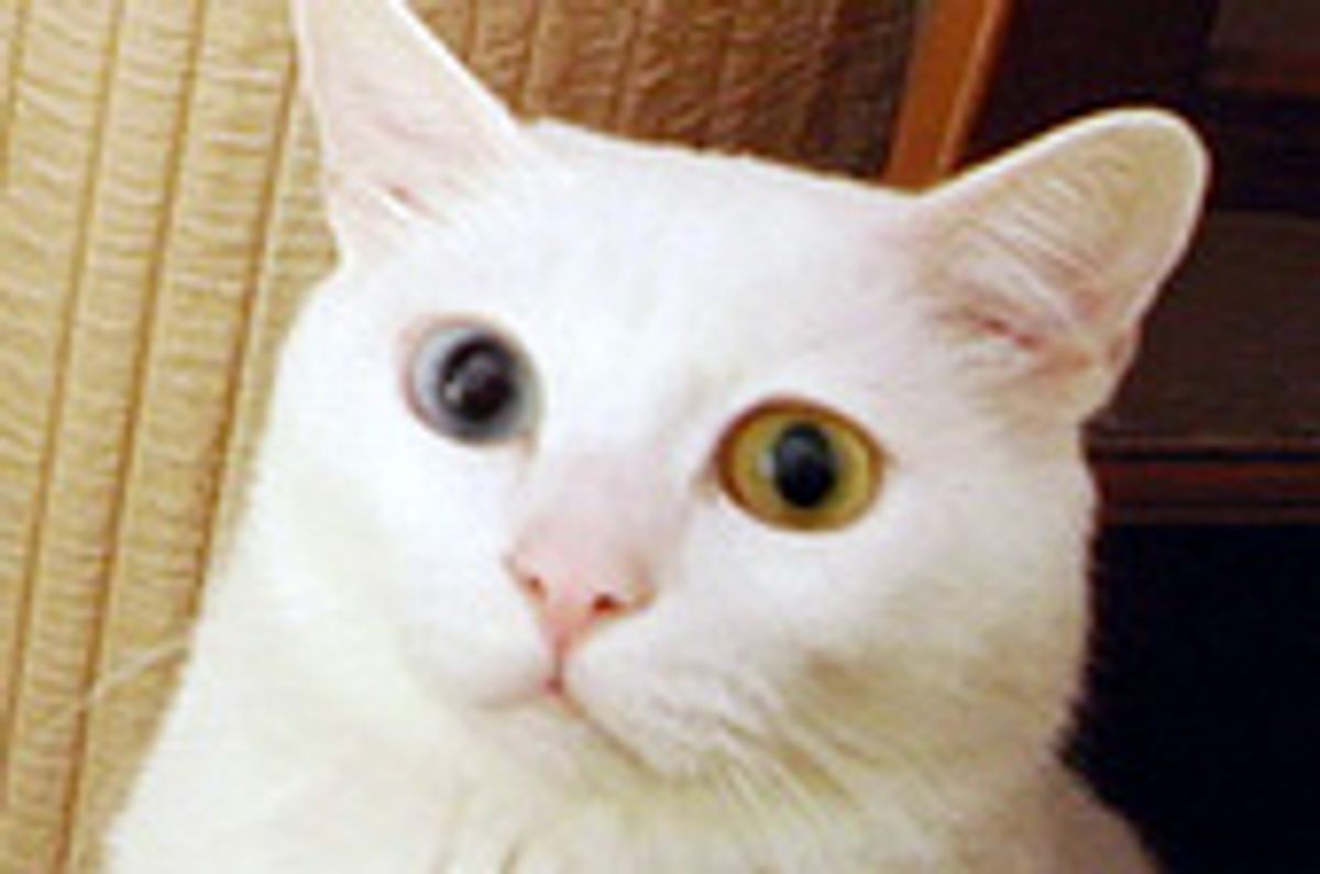 White the Beautiful Deaf Kitty