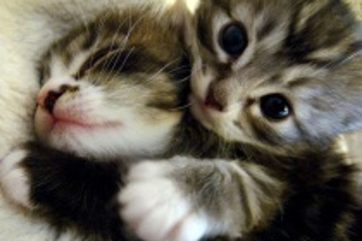 Twiggles and Rofl the Sweet and Snuggly Purr Bugs