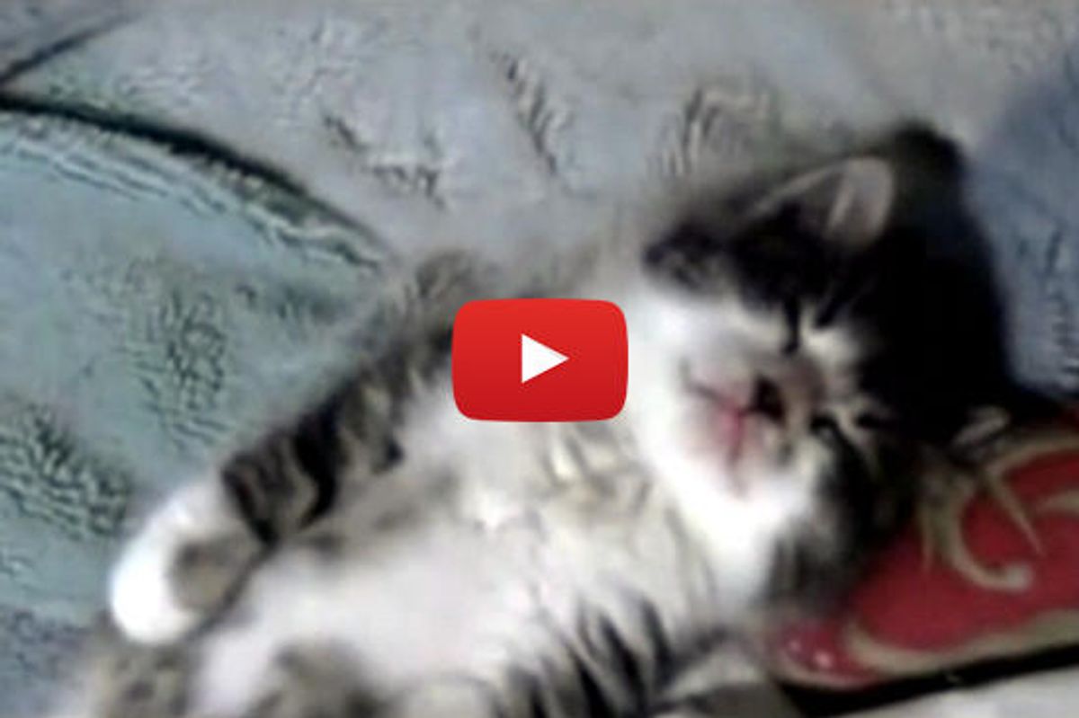 A Little Sweepy Kitty