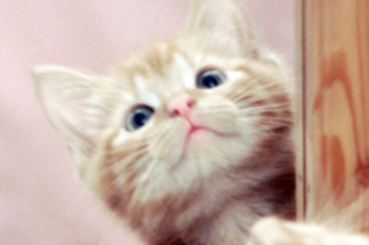 Edward the Mischievous Ginger Cat