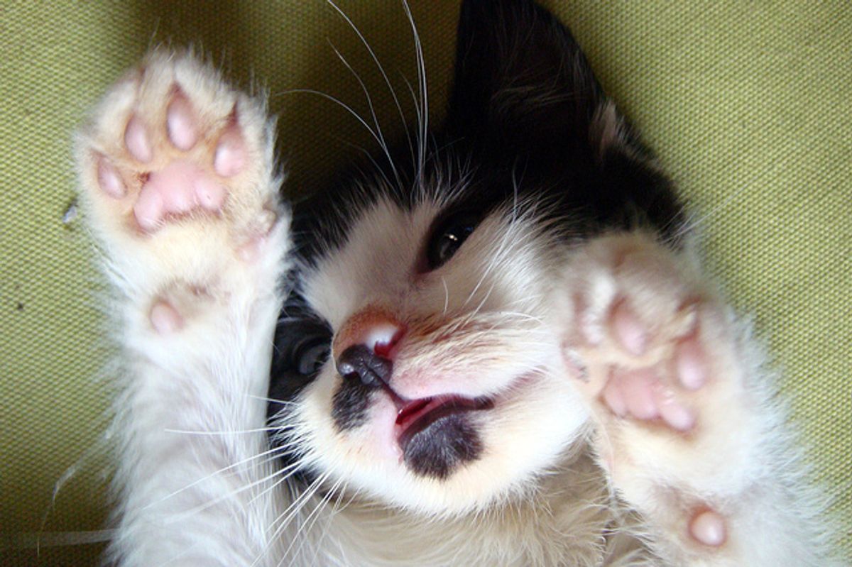 Swoopy and Trillian Snuggly Black and White Sisters