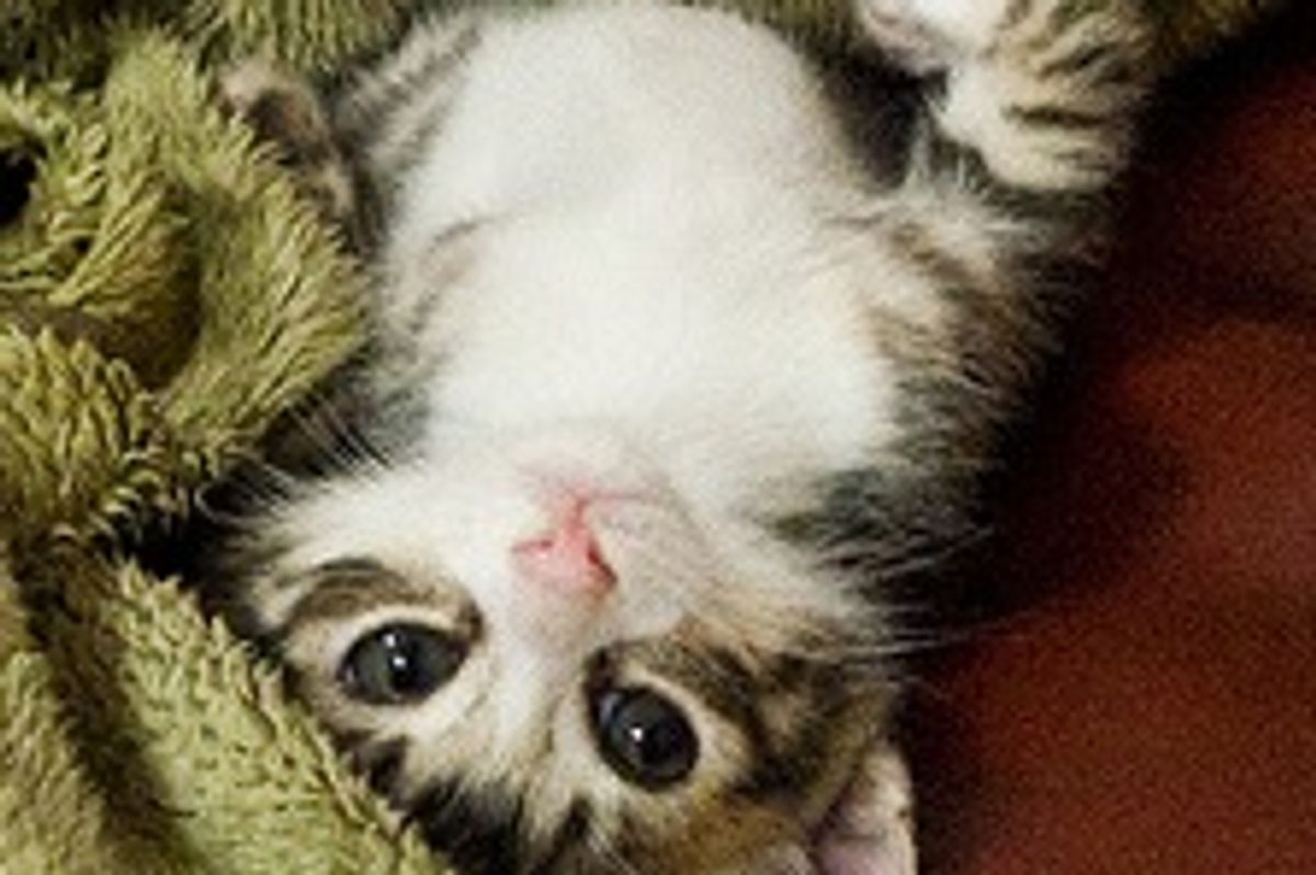 Goofy Spoiled Kitty Sicca