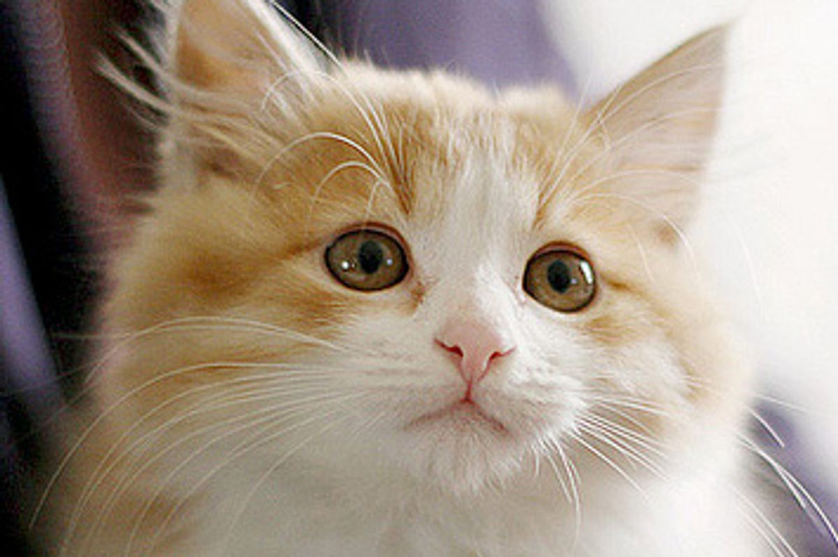 Rescue Story of Maomao the Kitten