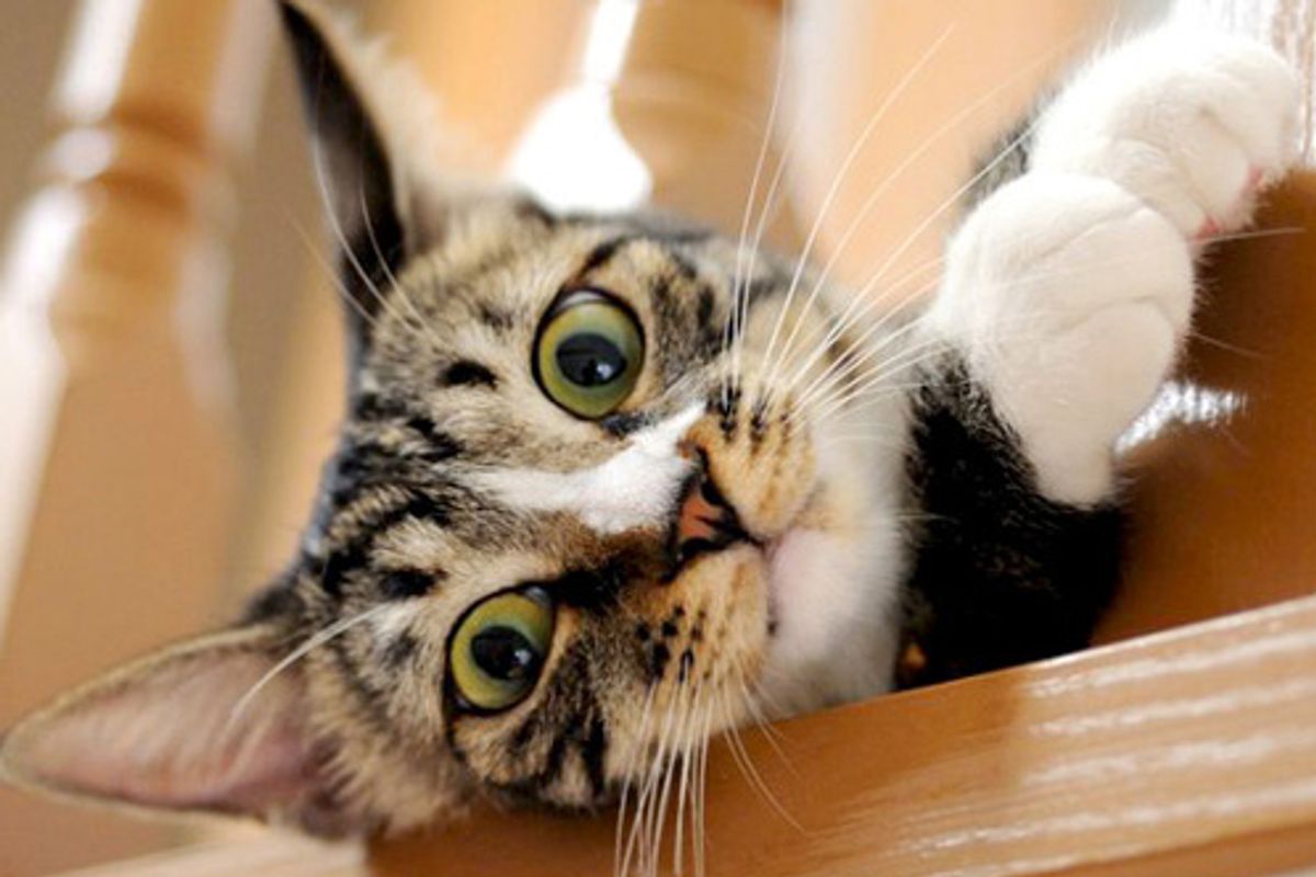 "Hana the Special Cat Who Found Us"