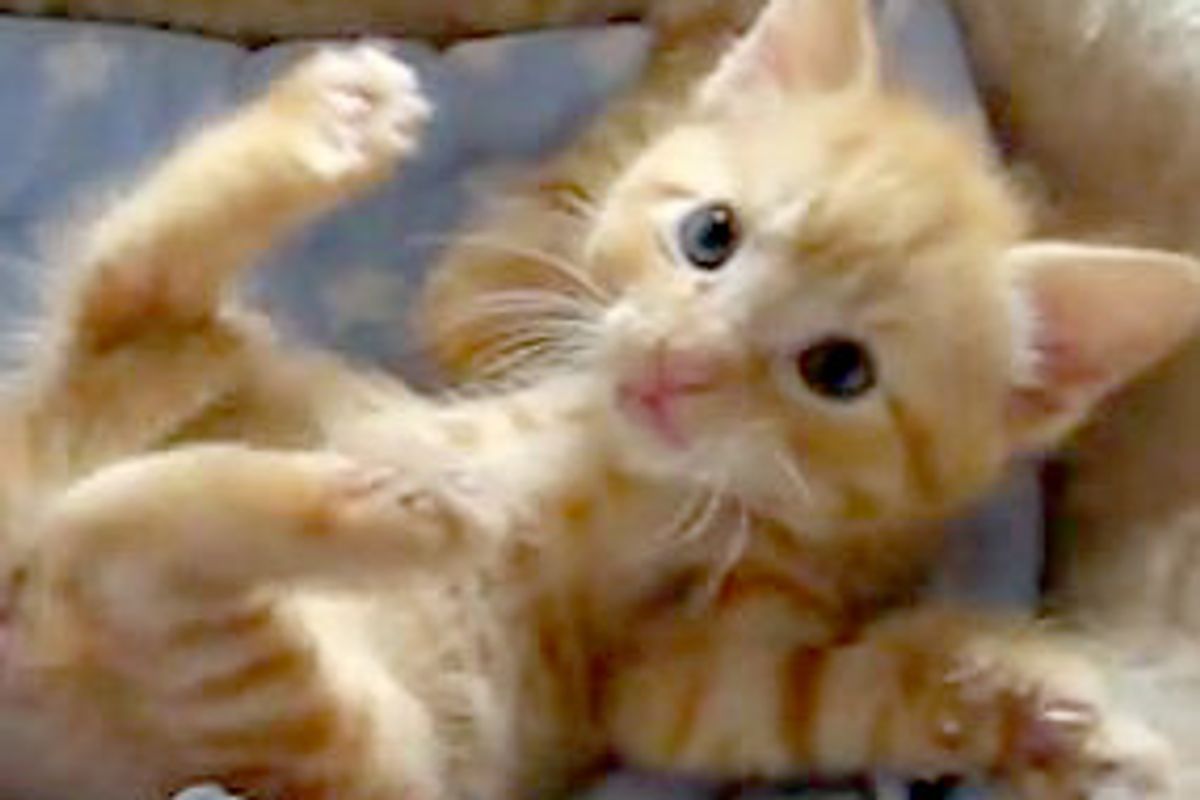 Little Ginger Squirmy Action