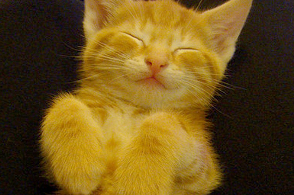 Fuzzy Bundles of Joy (Little Fosters)