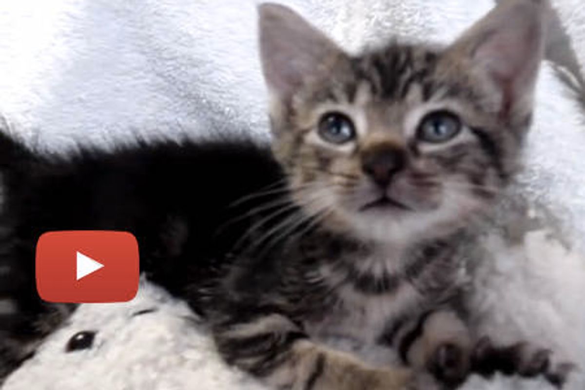 Edwidge the Squeaker and the Snuggle Bear