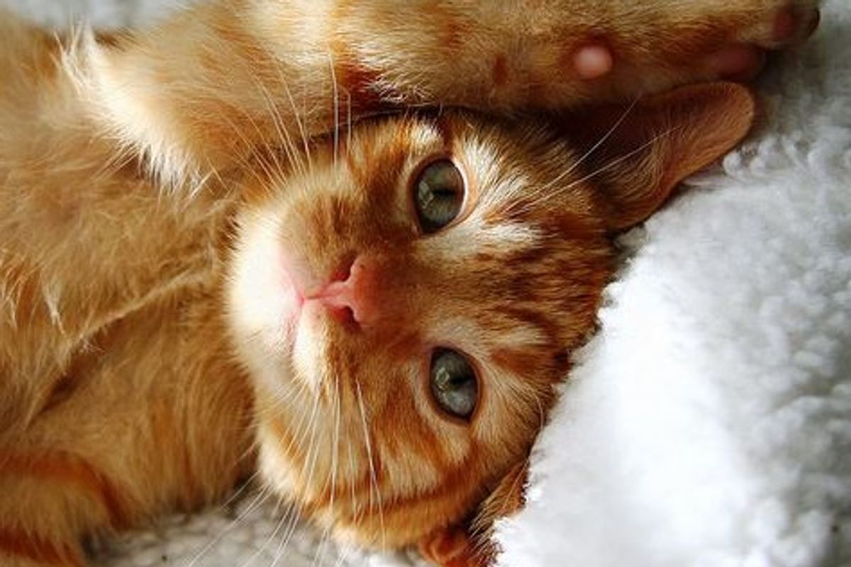 Little Bitty Fosters, Cookie, Oreo and Mac