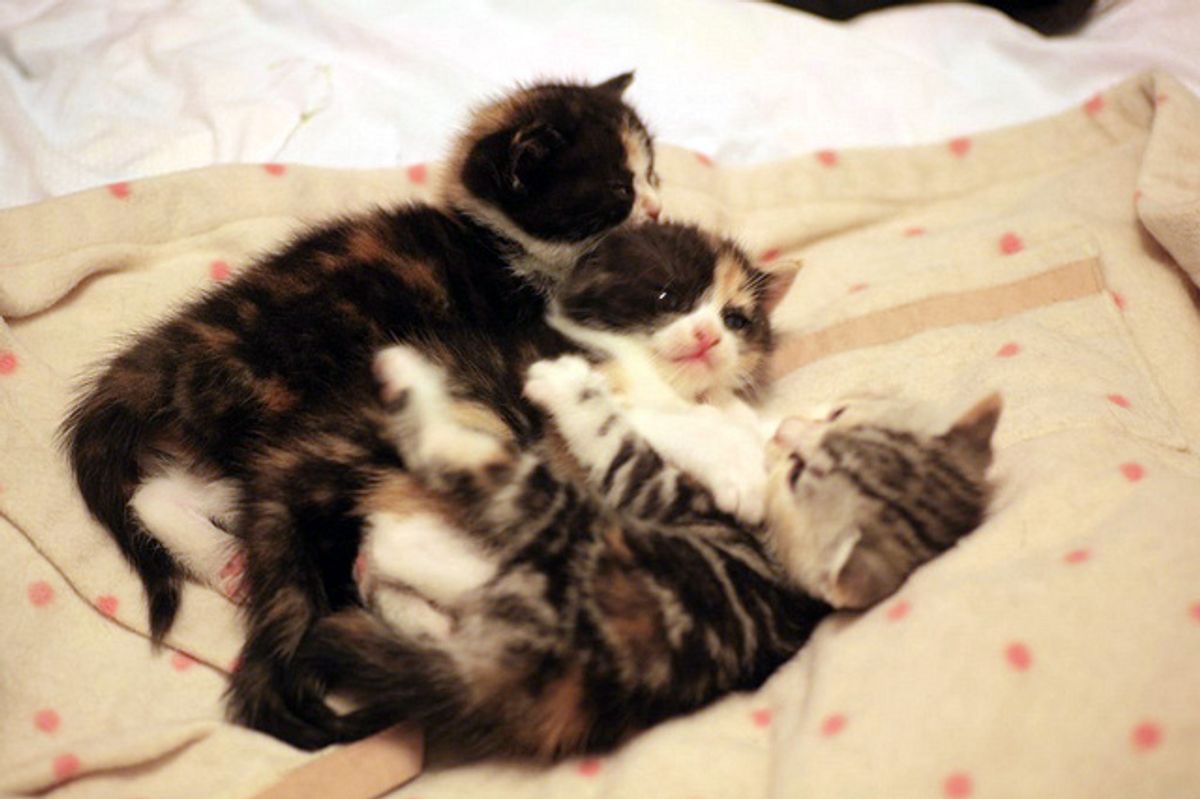 Three Fuzzy Calico Sisters