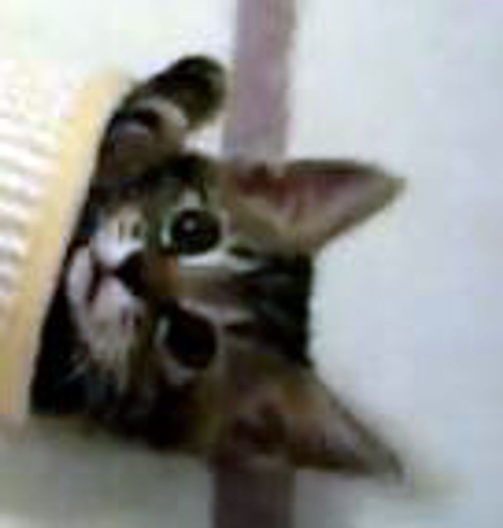 Kittens Crazy for Tube