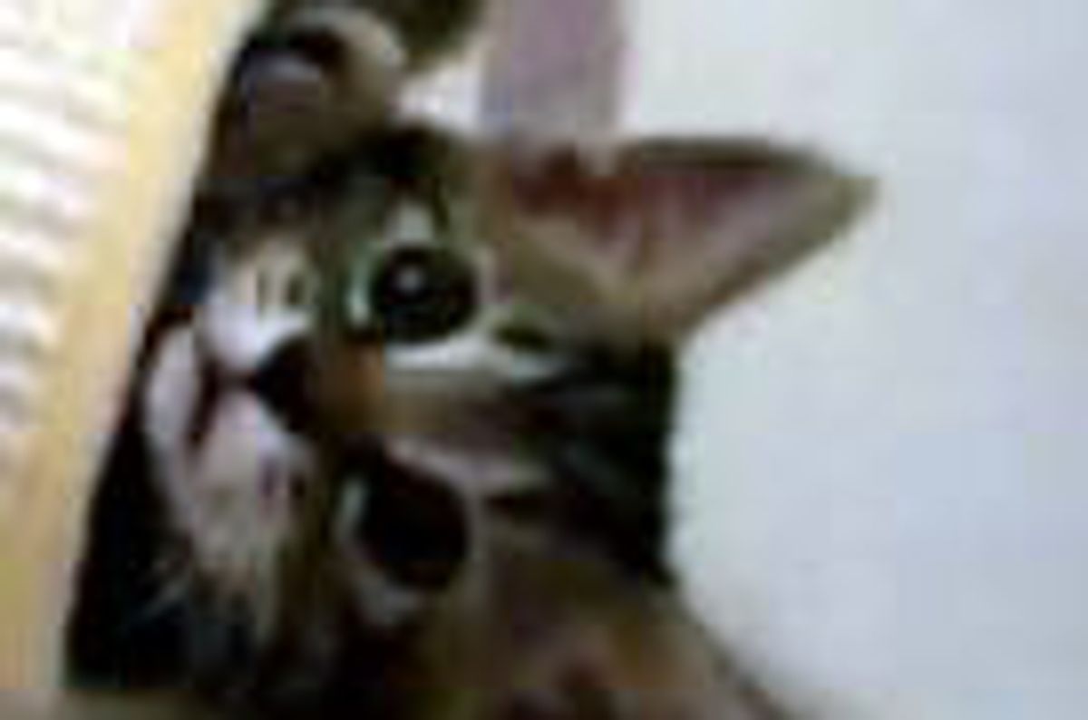 Kittens Crazy for Tube