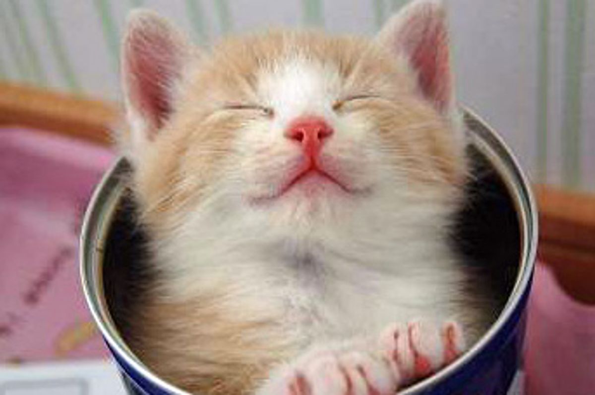 Chiroru the Hidden Kitten Revealed