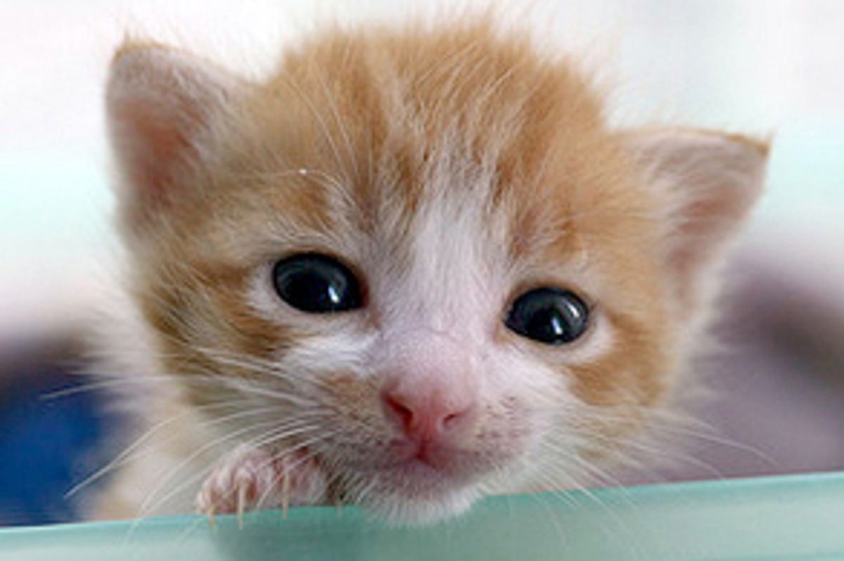 Two Little Rescue Ginger Fuzzballs