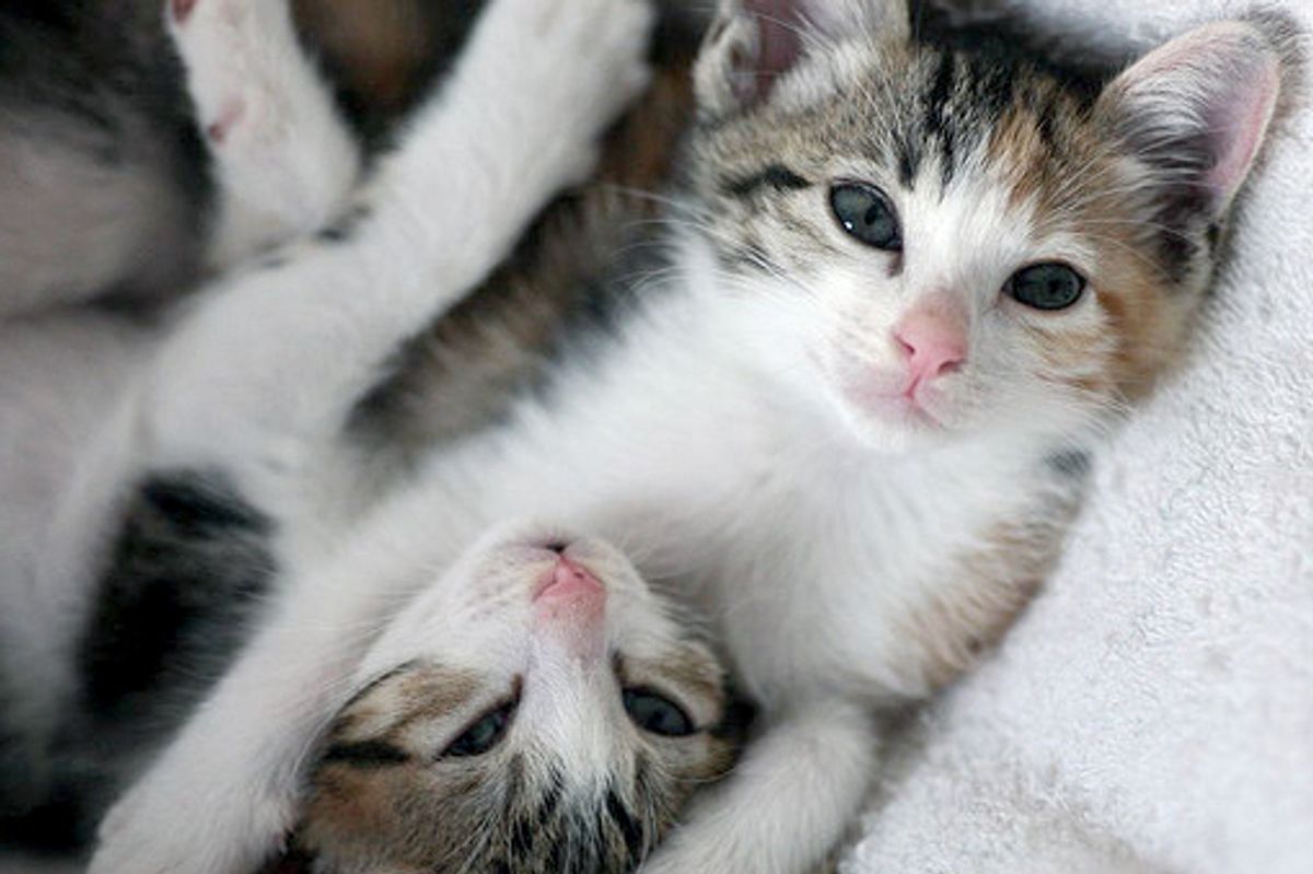 Little Brother and Sister Duo