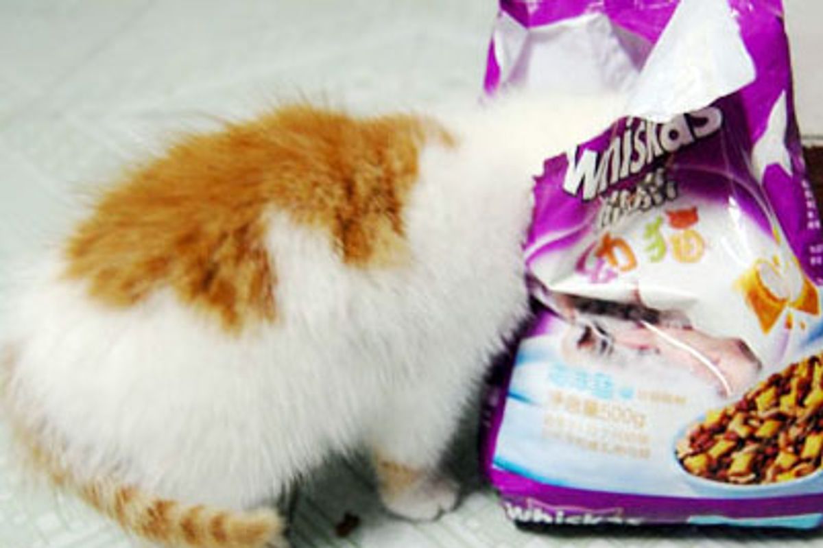 Mischievous Little Kitten Dongdong