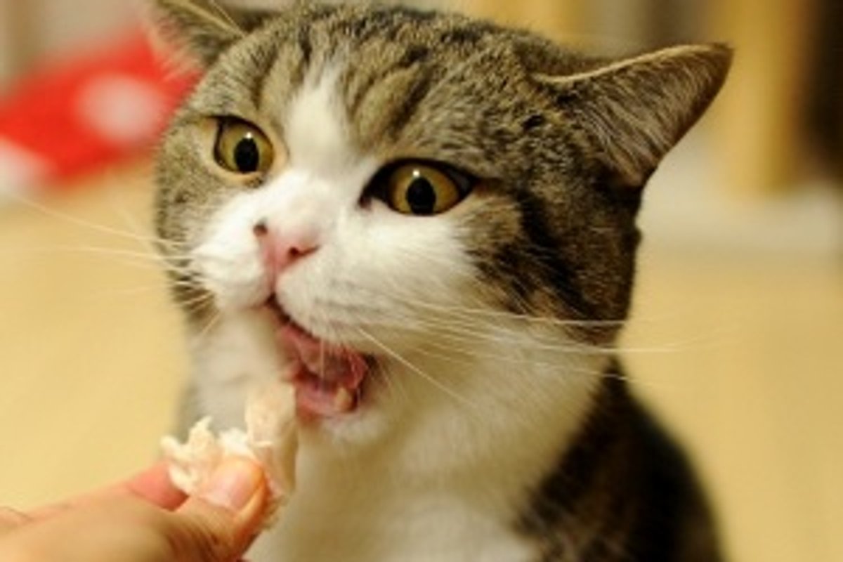 Maru Chooses His Favorite Box