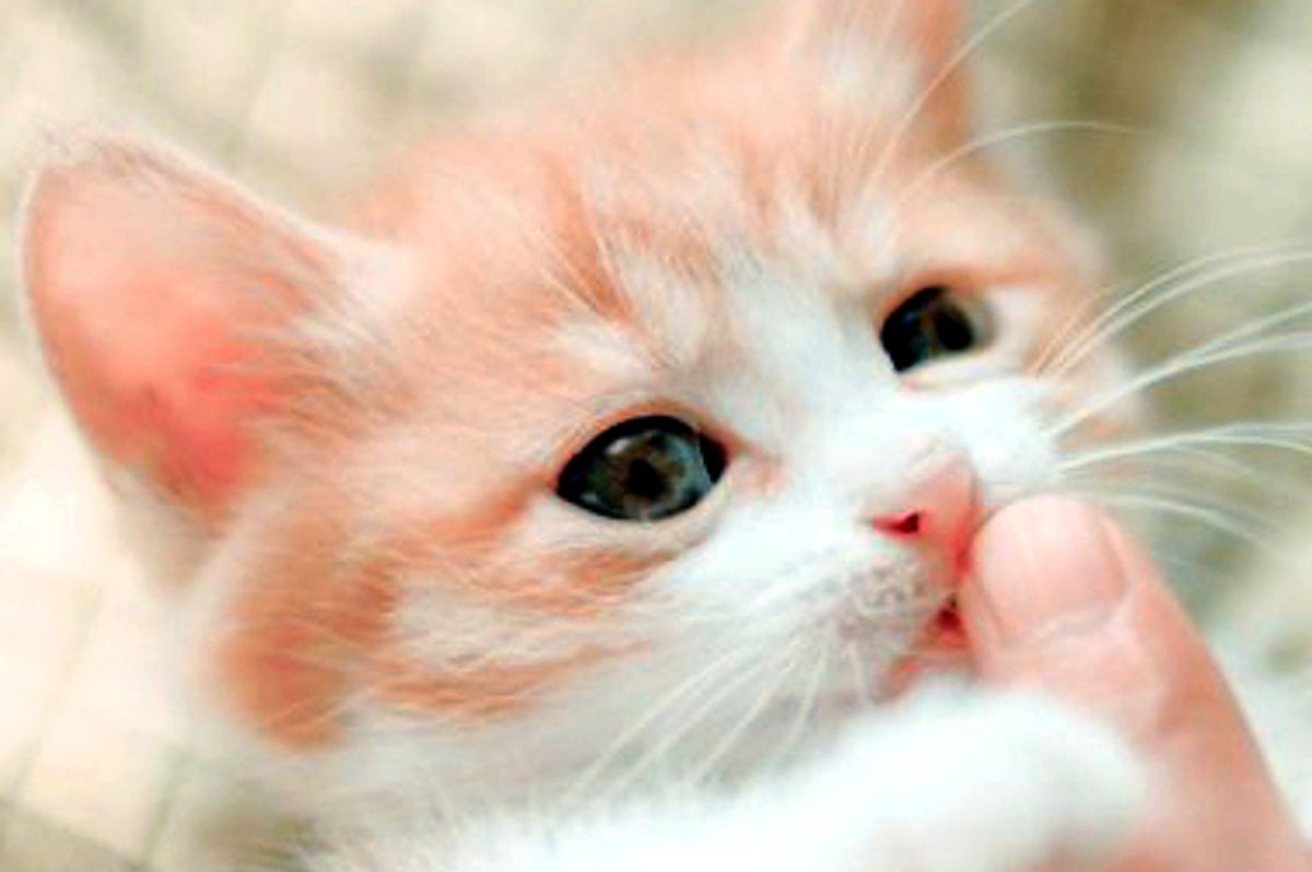 "Amy My Special Furry Friend"