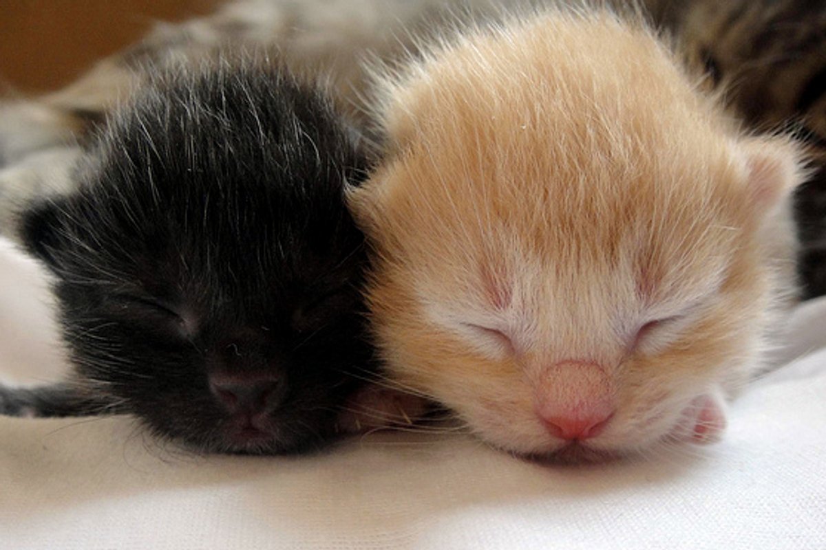 Sleepy Heads