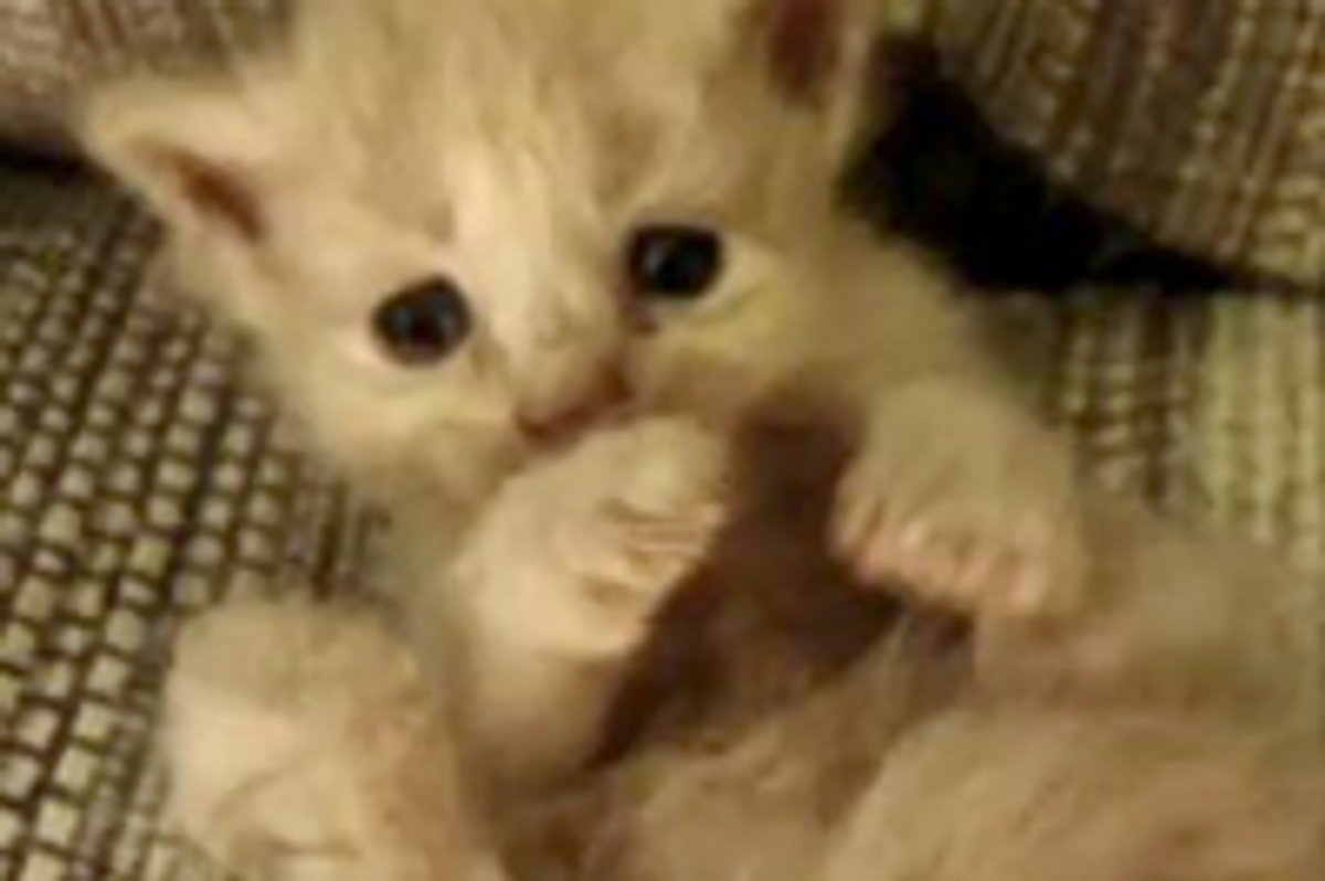 Tiny Squirmy Foster Baby