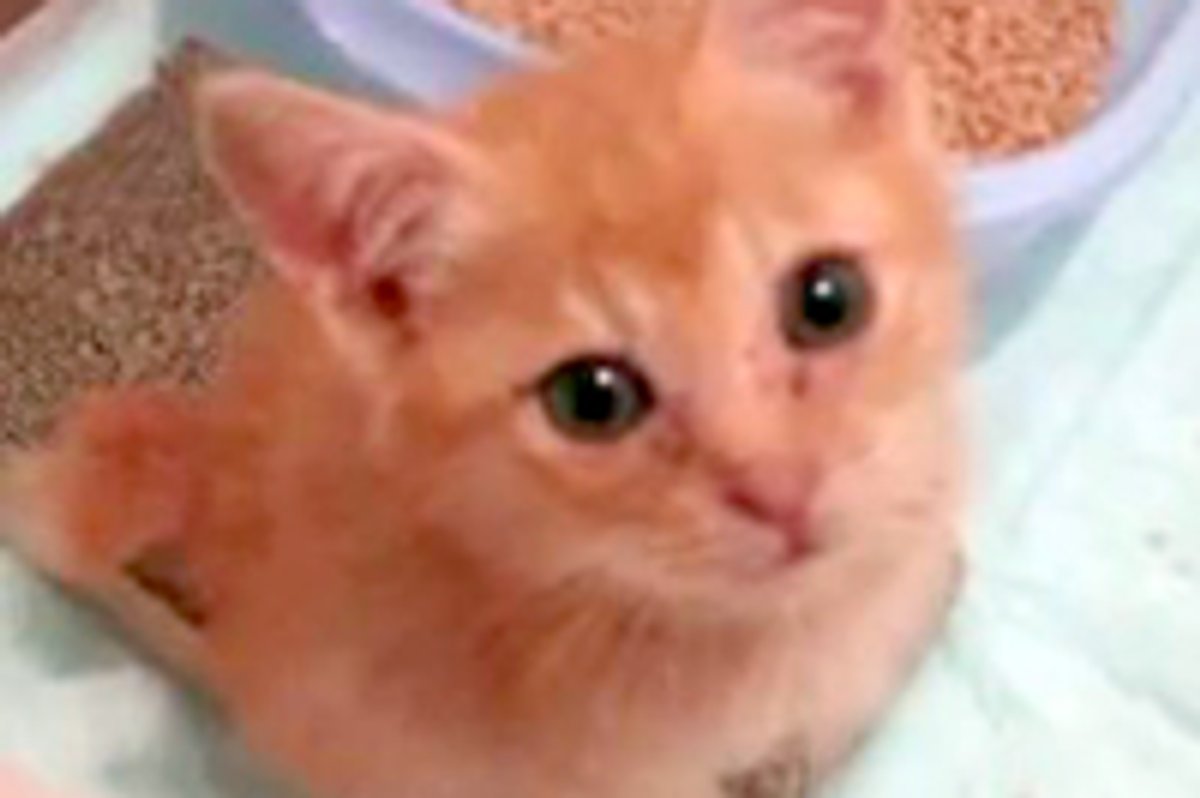 Feisty Rescue Kitten Hunts Down Camera