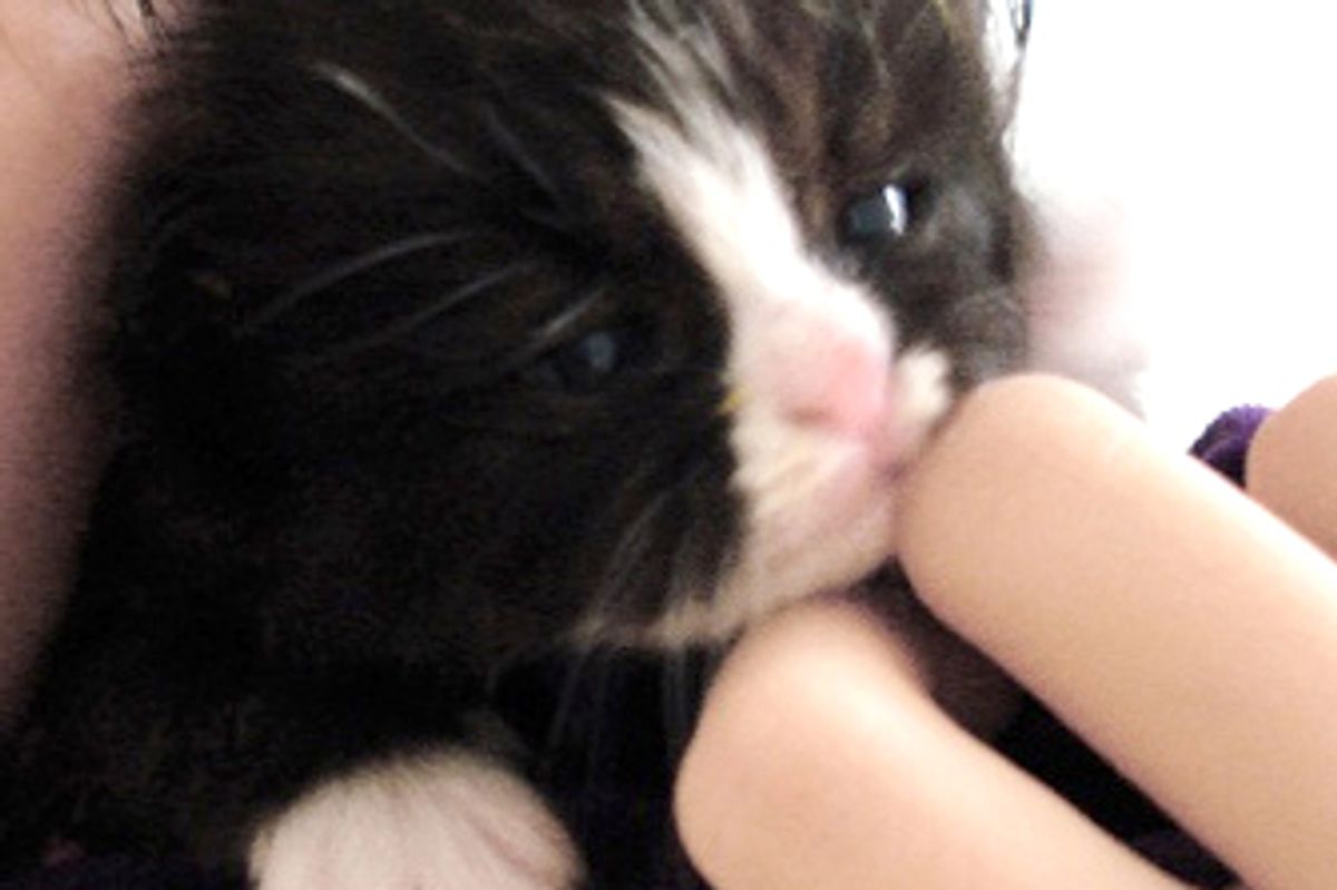 Little Black and White Jem