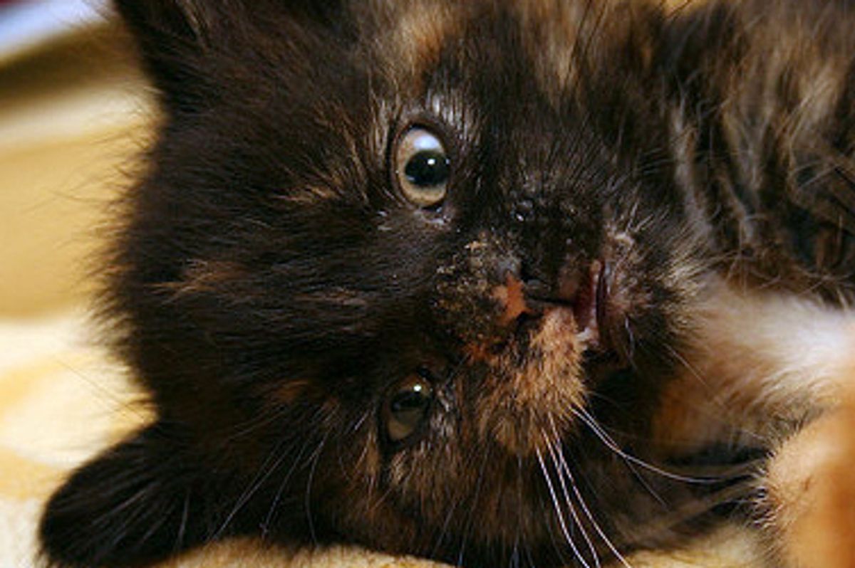 Tabitha the Little Tortie Girl