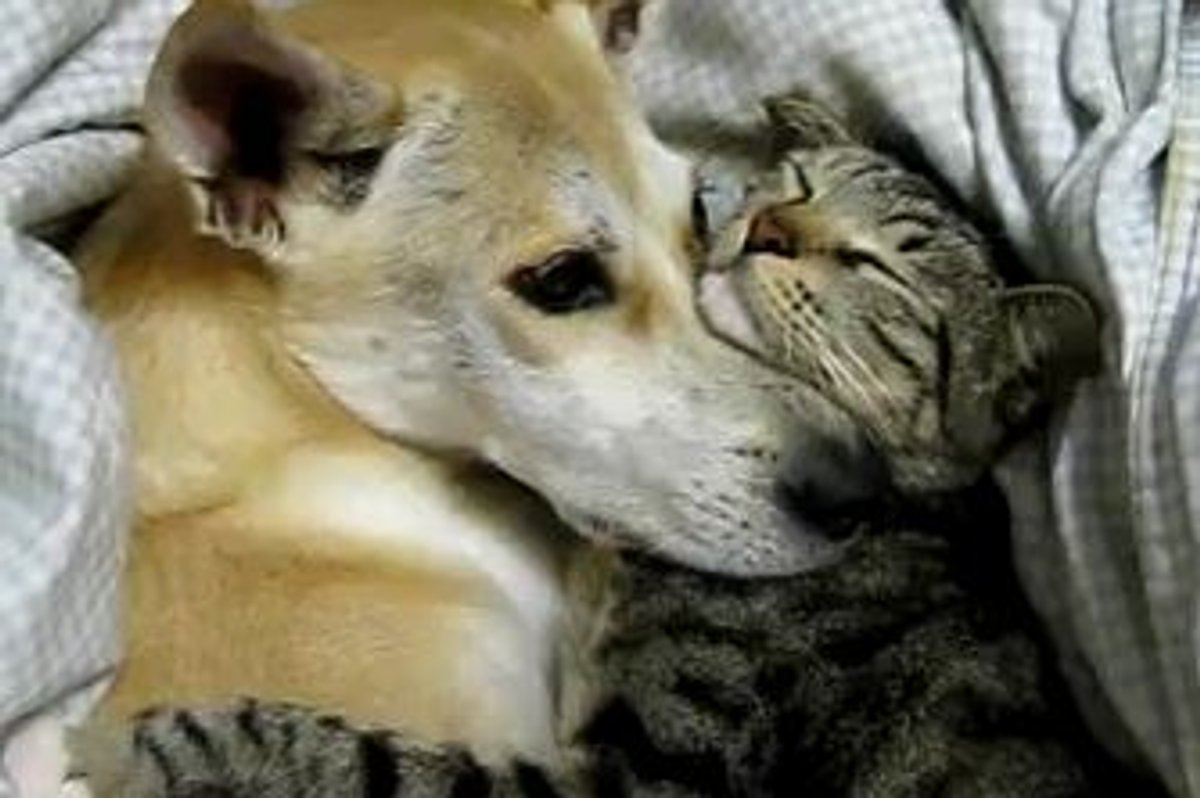 Kitty and Doggie Cuddly Friends