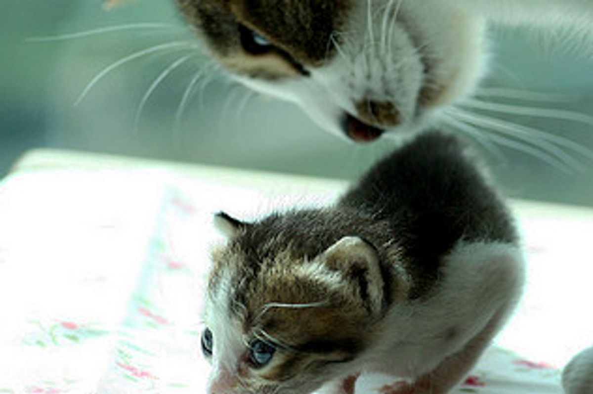 Surrogate Cat Father and Orphaned Kittens