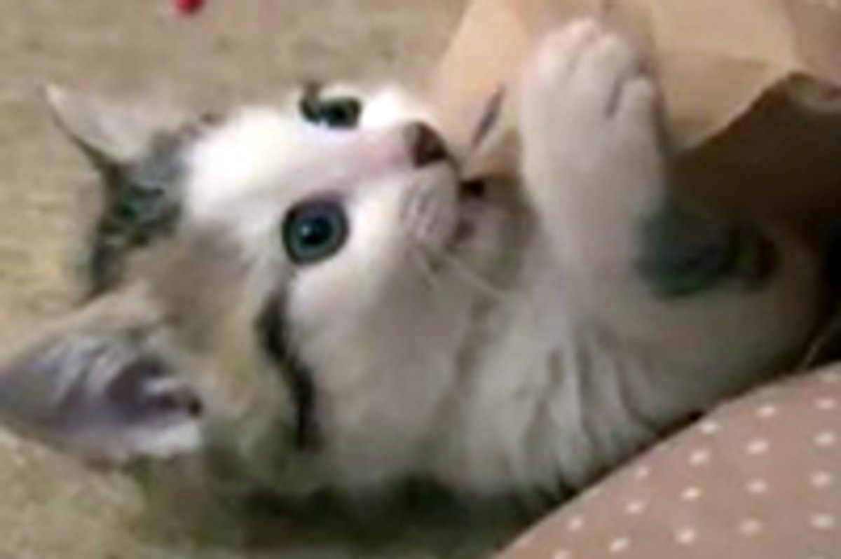 Kitteh Battles Paper Bag