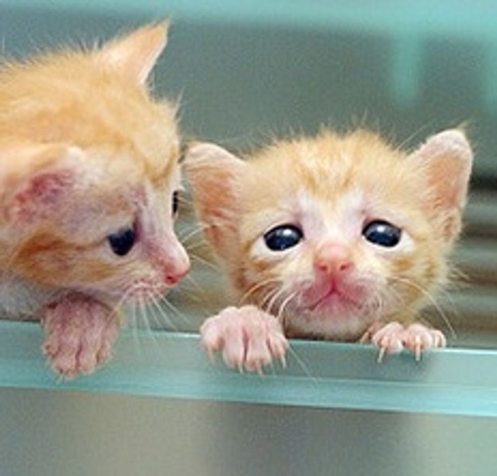 The Three Little Ginger Musketeers