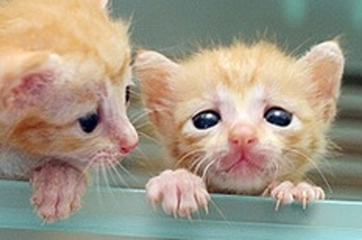 The Three Little Ginger Musketeers