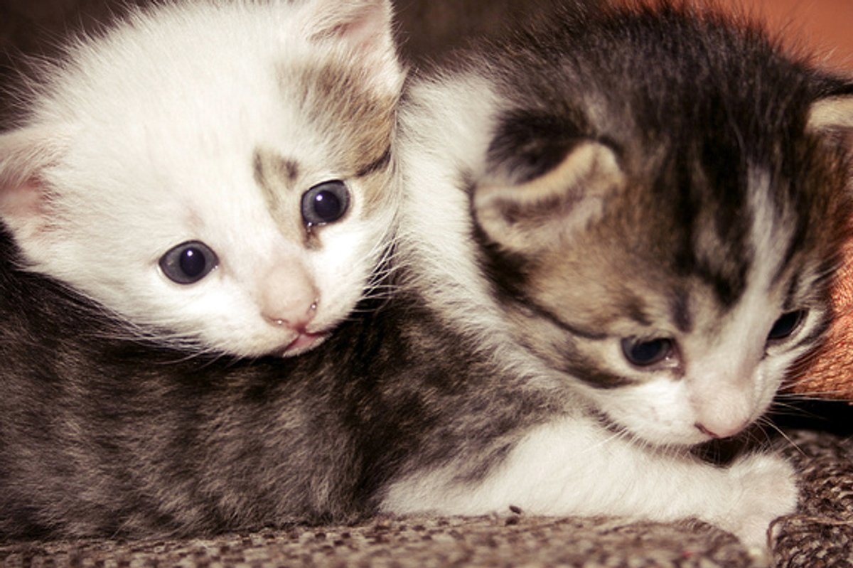 Whispering Kitties