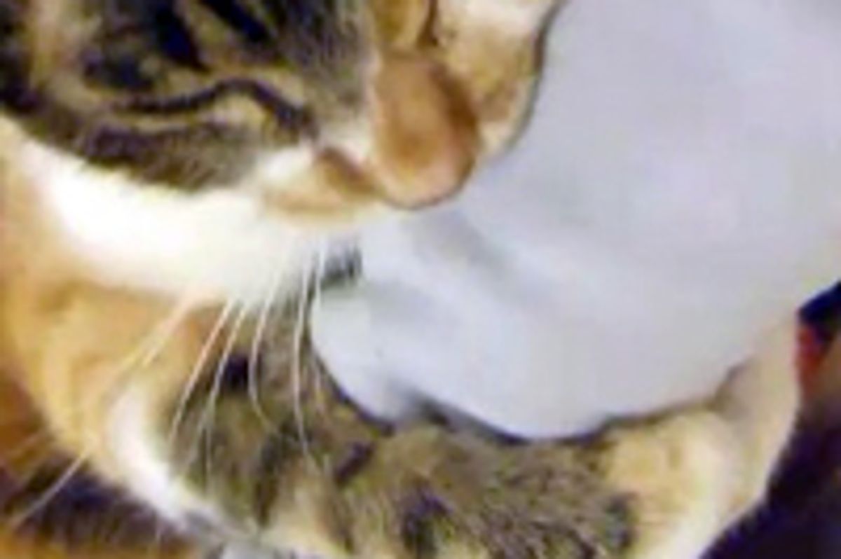 Kitty Wouldn't Let Go of Mommy