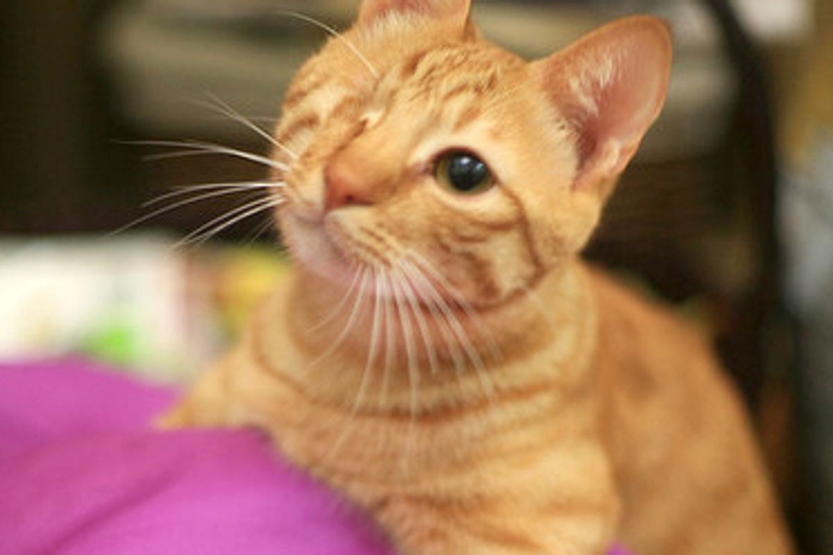 The One Eye Wonder Ginger Cat