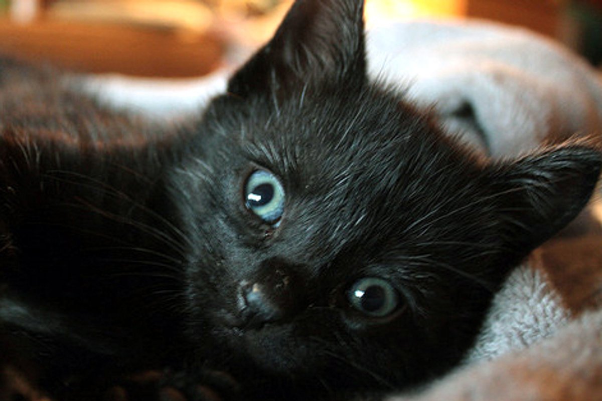 QB a Little Survivor Kitty
