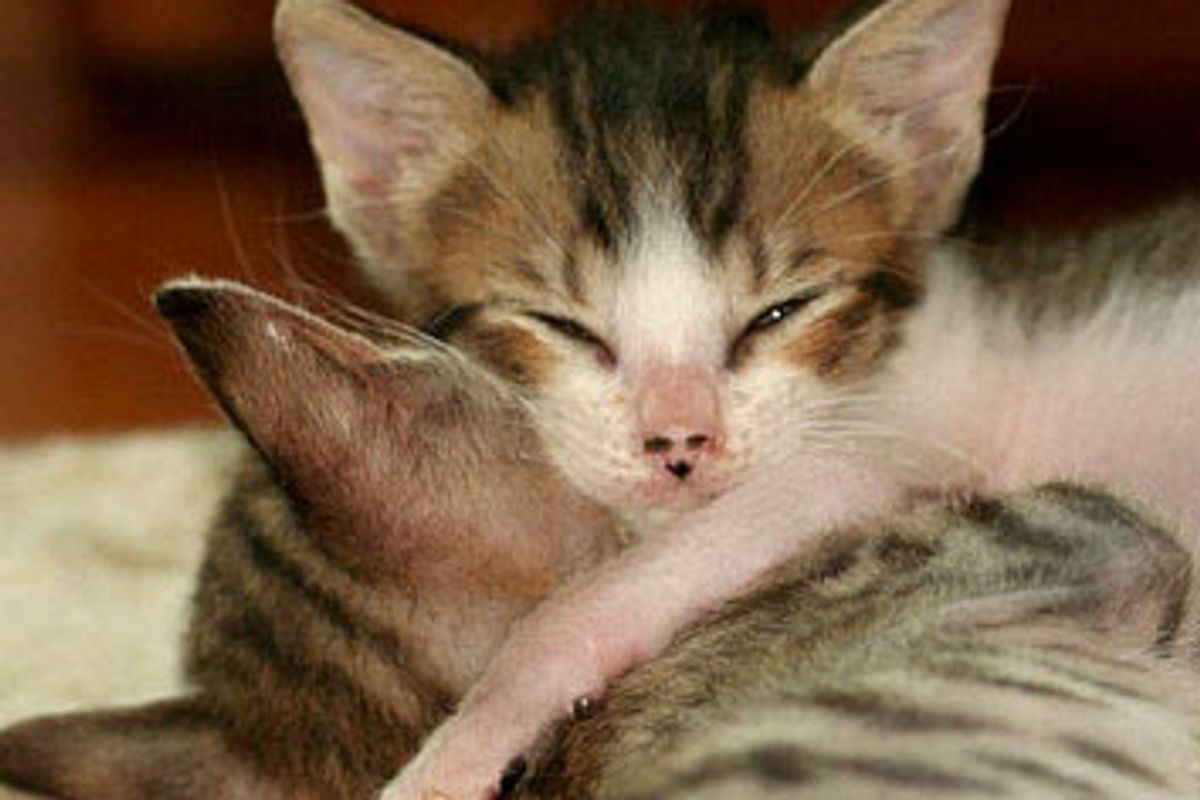 Two Lucky Rescued Brothers