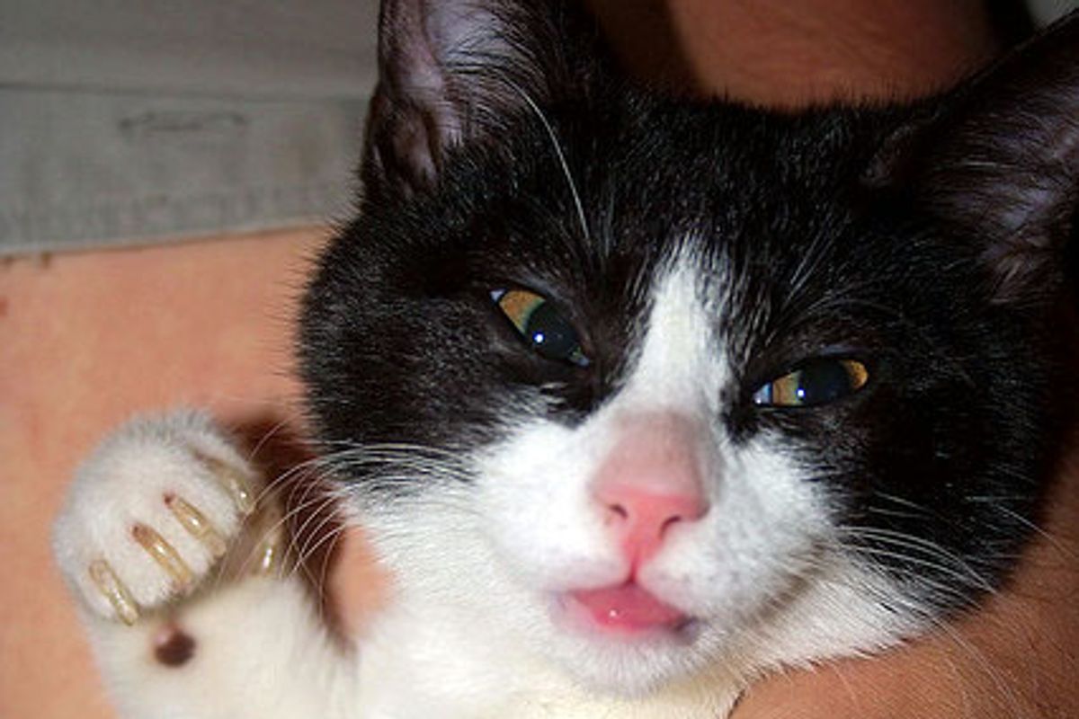 Bunny the Tuxedo Energizer Kitty