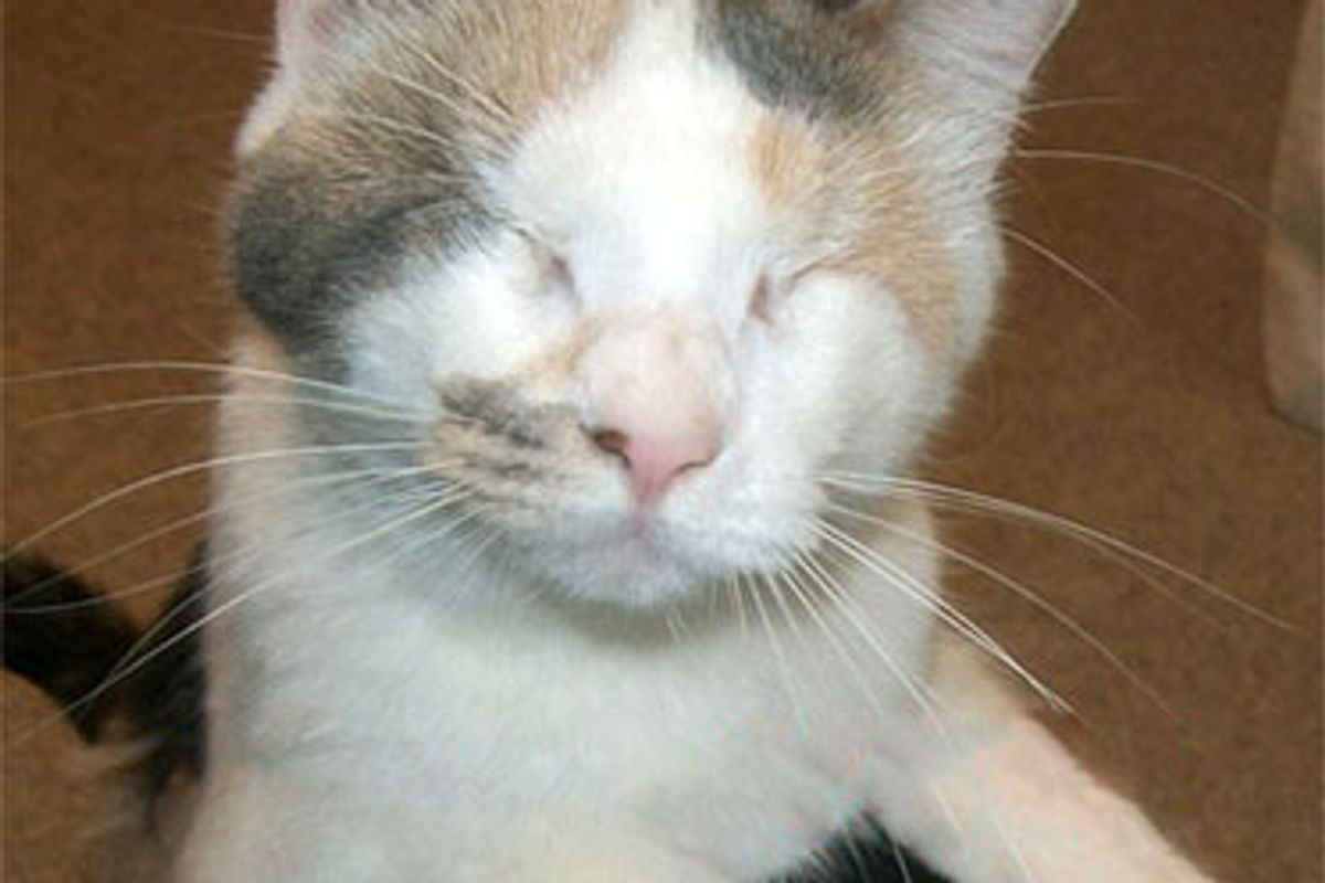 Blind Cat Rescue and Sanctuary