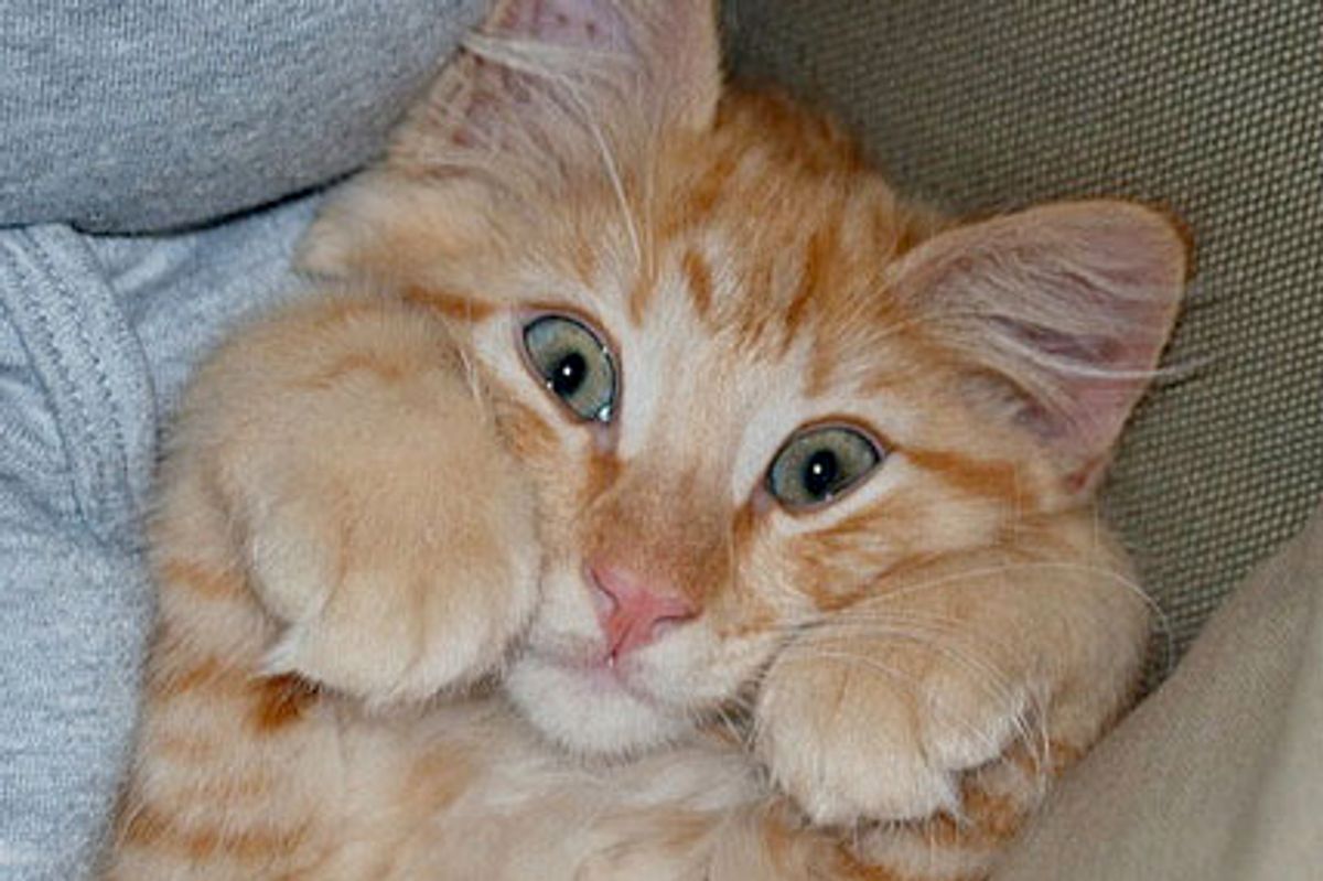 Peek-A-Boo Kitty Dante