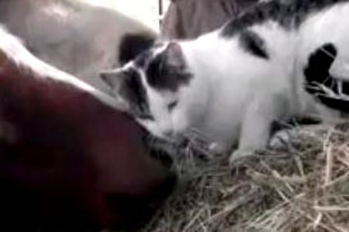 Cat Loves to Get Scritches from Pony