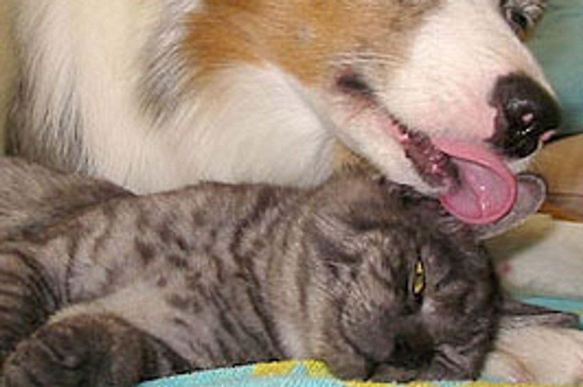 Cuddly Snuggly Friends: Gomez the Cat and Chica the Dog