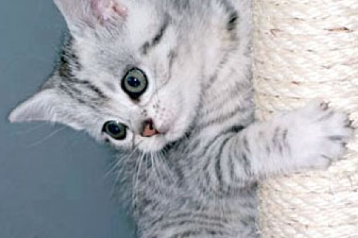 Little Kitty Princess Praline