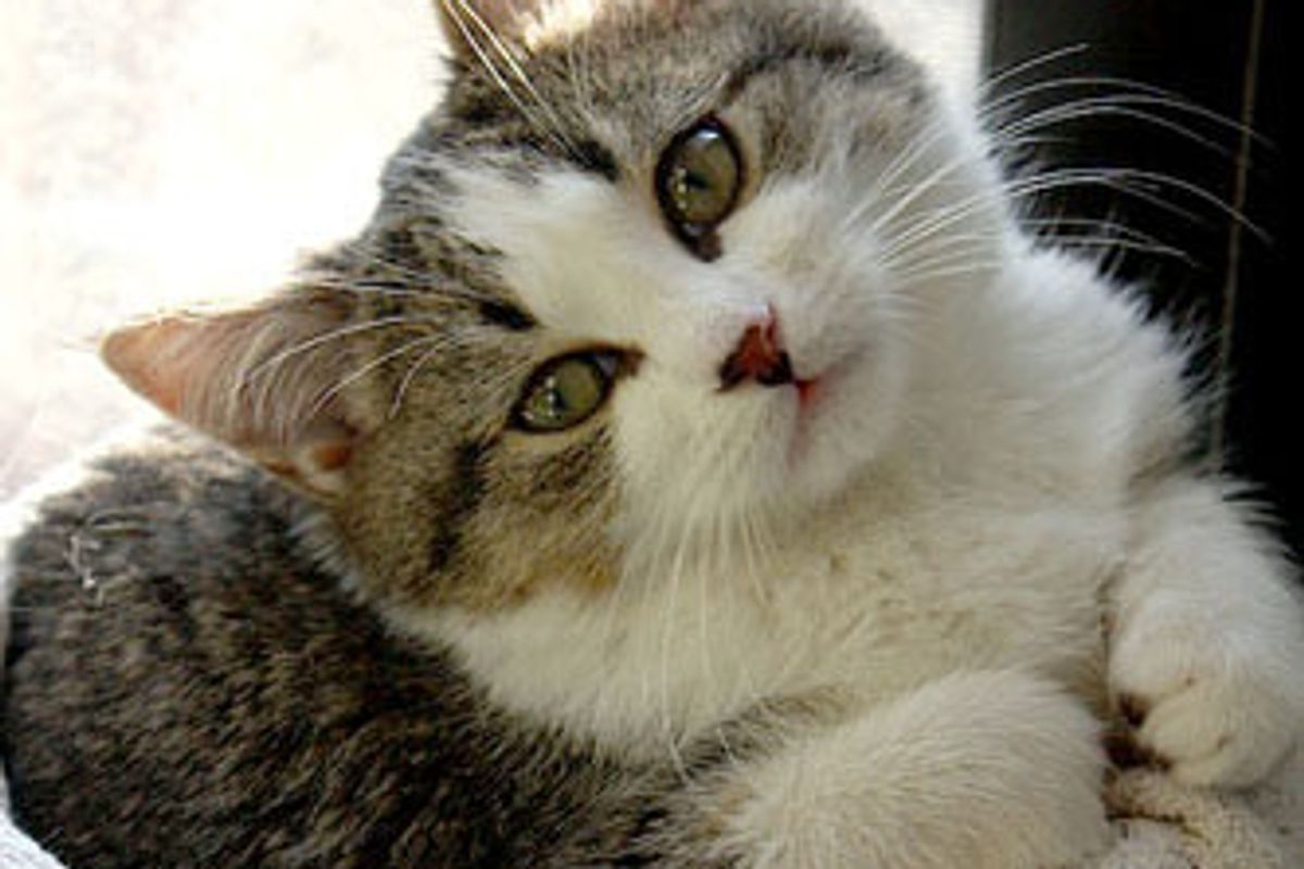 Bunny’s Transformation: from Feral to Happy Cat