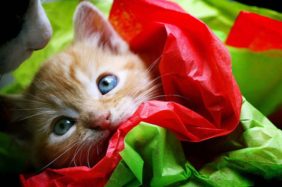 Nimbus the Kitty: from Kitten to Cat
