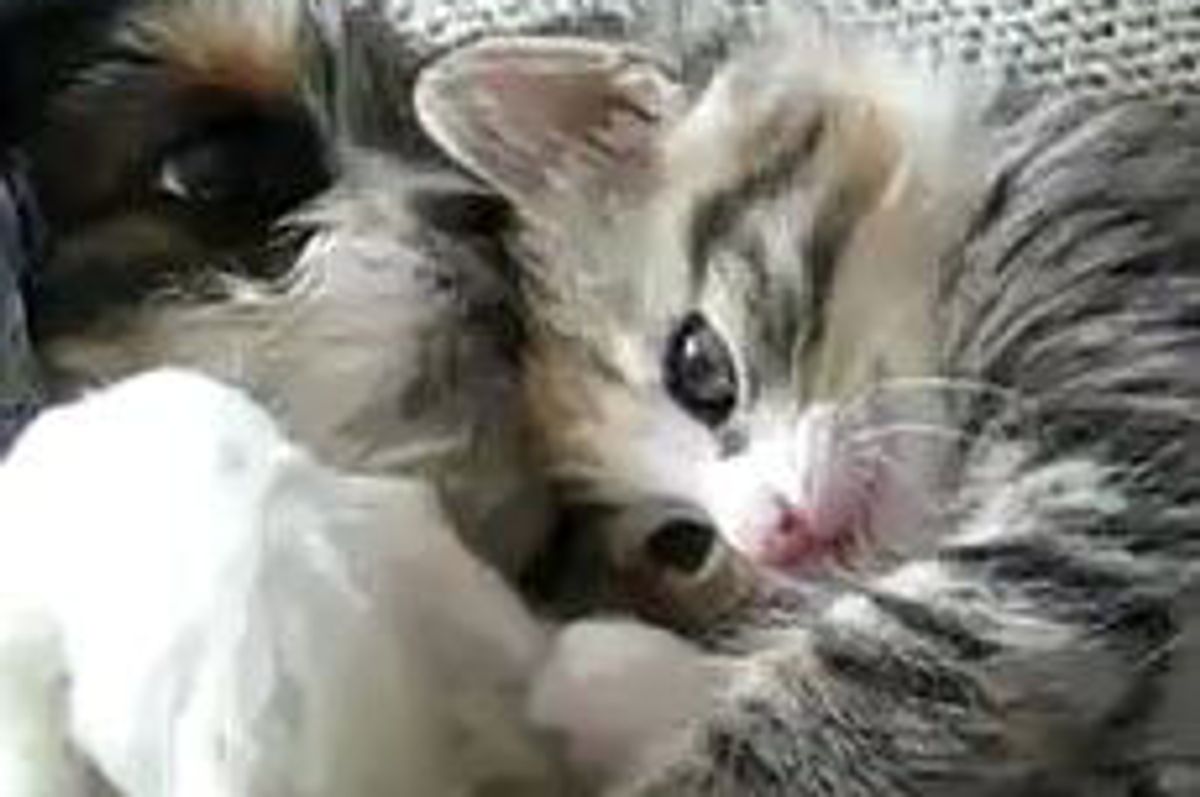 Kitten and Puppy Give Each Other Love and Affection