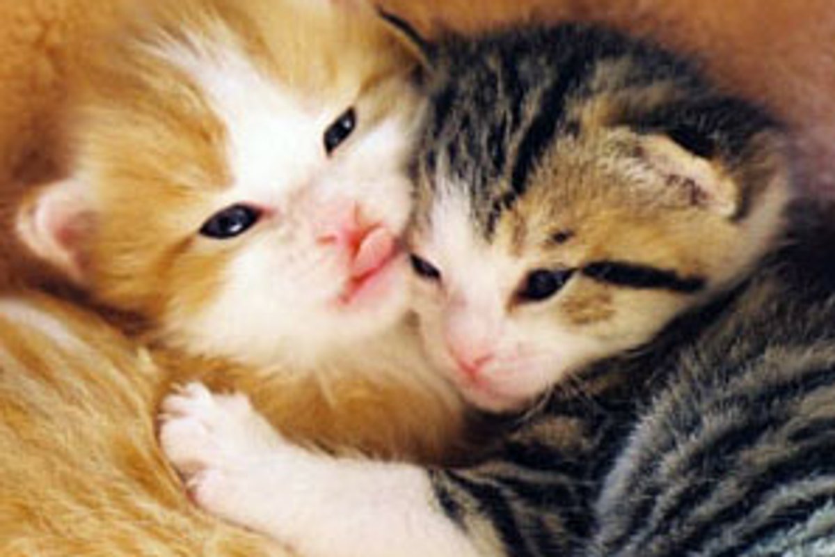 Two Inseparable Fuzzy Furiends
