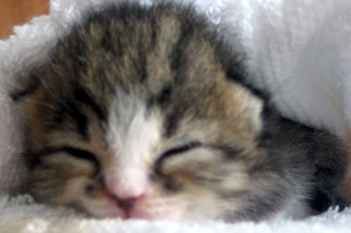 Lucy Belle the Rescue Kitten Lives Life to Fullest