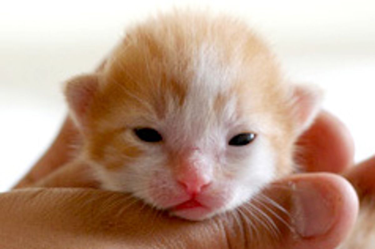 Caju the Little Ginger Charmer