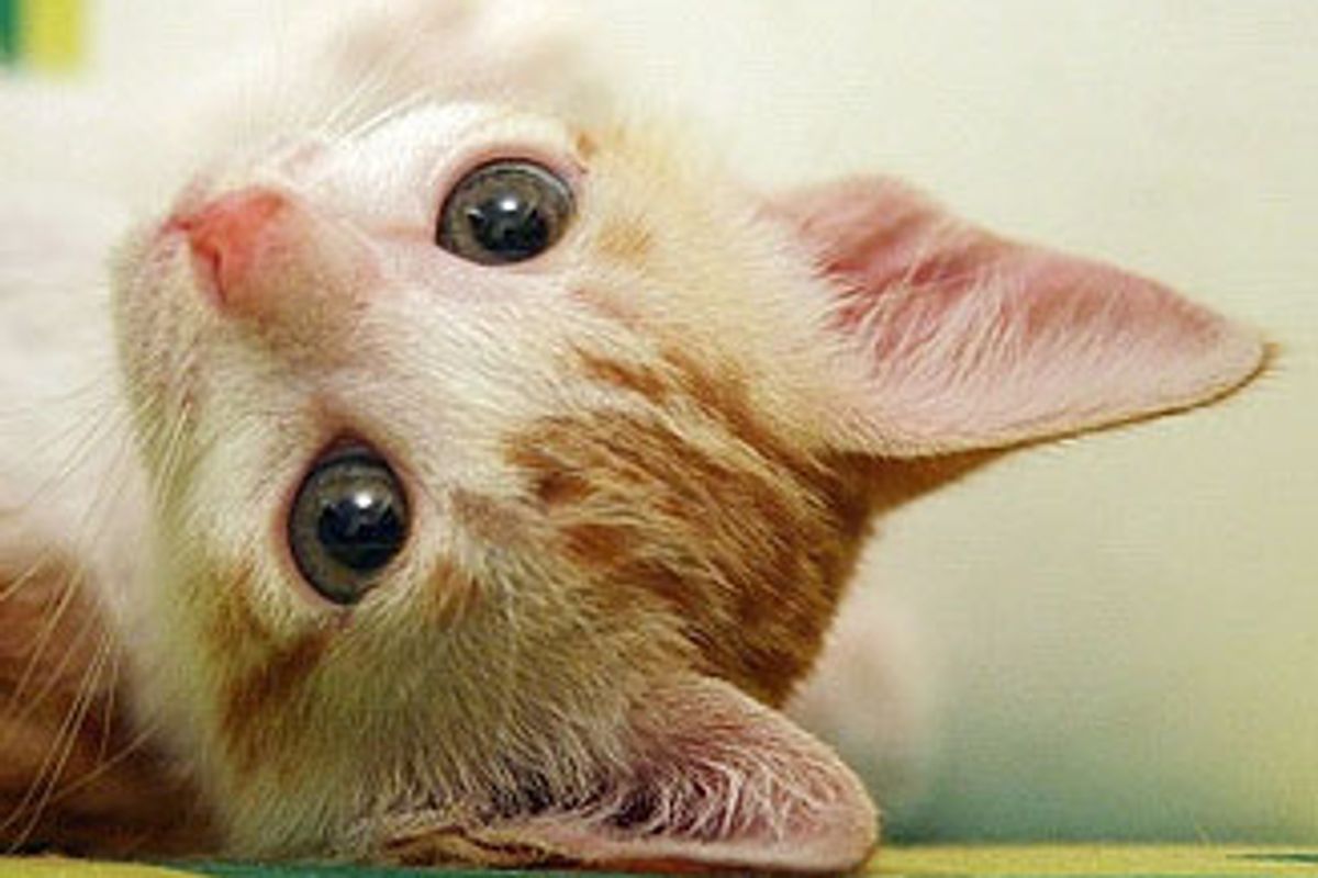 Little Rescue Kitten and Her Furry Friends
